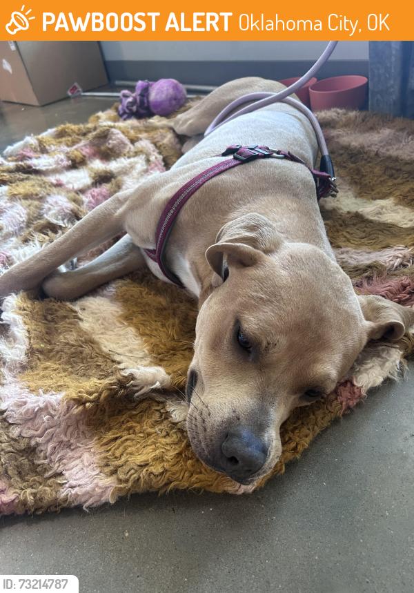 Found/Stray Male Dog last seen Near N Portland Ave, Oklahoma City, OK 73112, Oklahoma City, OK 73112