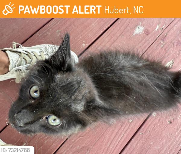 Found/Stray Unknown Cat last seen Entrance to KINGSBRIDGE entrance, Hubert, NC 28539