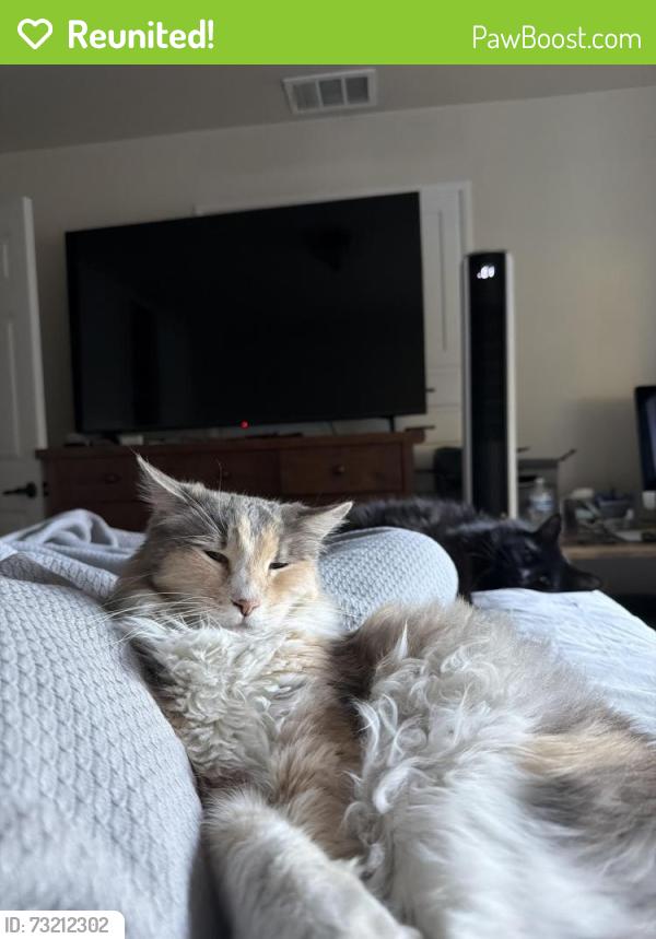 Reunited Female Cat last seen ARDEN PARK, Sacramento, CA 95864