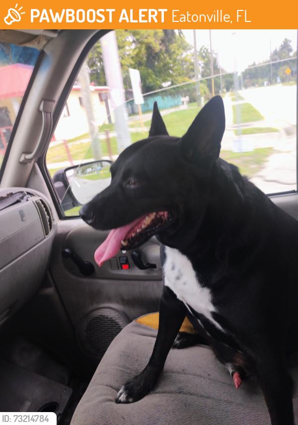 Found/Stray Male Dog last seen Kennedy Blvd and Wymore Rd, Eatonville, FL 32751