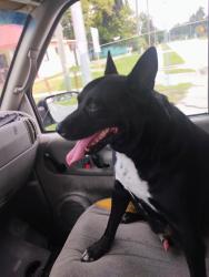 Found/Stray Male Dog last seen Kennedy Blvd and Wymore Rd, Eatonville, FL 32751