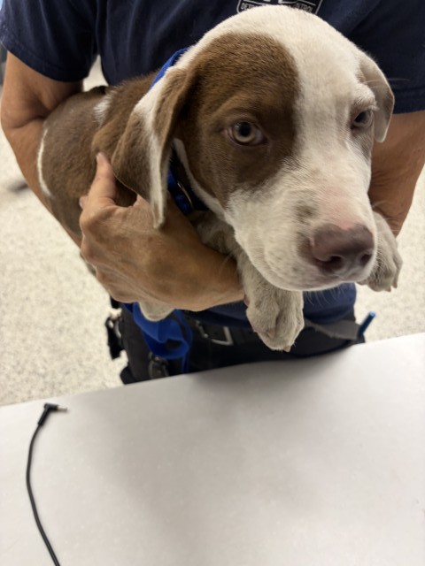 Shelter Stray Male Dog last seen Near BLOCK DEXTER AVE, DETROIT MI 48206, 7401 Chrysler Dr, Detroit, MI 48211, USA