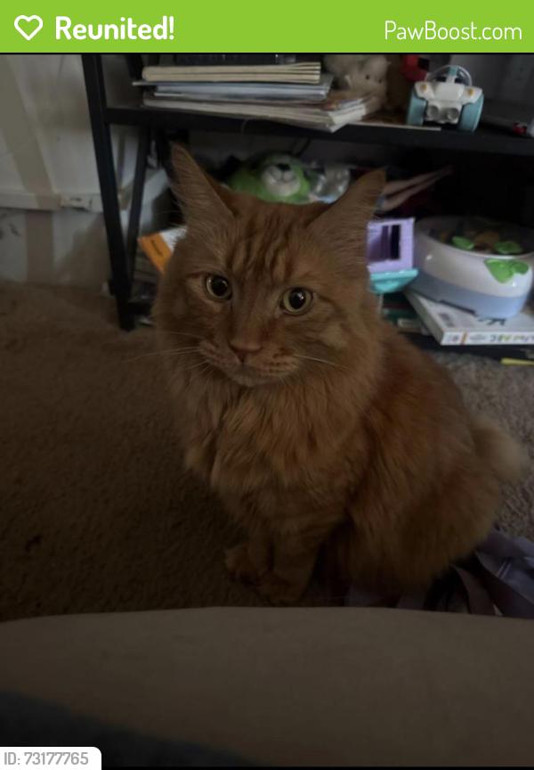 Reunited Male Cat last seen Amity and Locust Grove, Meridian, ID 83642
