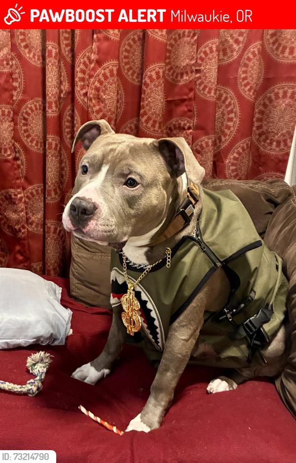 Lost Male Dog last seen Milwaukee By high school, Milwaukie, OR 97222