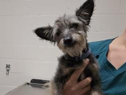 Shelter Stray Male Dog last seen AUBURN FOLSOM RD, 11232 B Ave, Auburn, CA 95603, USA