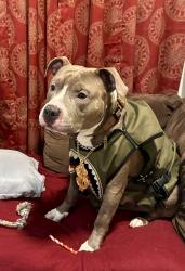 Lost Male Dog last seen Milwaukee By high school, Milwaukie, OR 97222