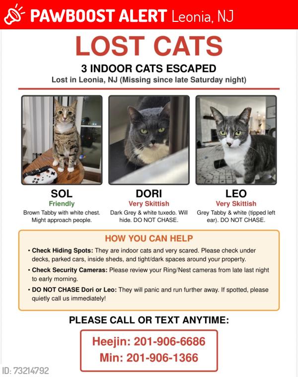 Lost Male Cat last seen Irving st, Leonia, NJ 07605