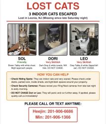 Lost Male Cat last seen Irving st, Leonia, NJ 07605