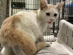 Shelter Stray Male Cat last seen , 1850 W 60th St, Los Angeles, CA 90047, USA
