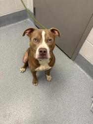 Shelter Stray Male Dog last seen Near, 2600 S Harding St, Indianapolis, IN 46221, USA