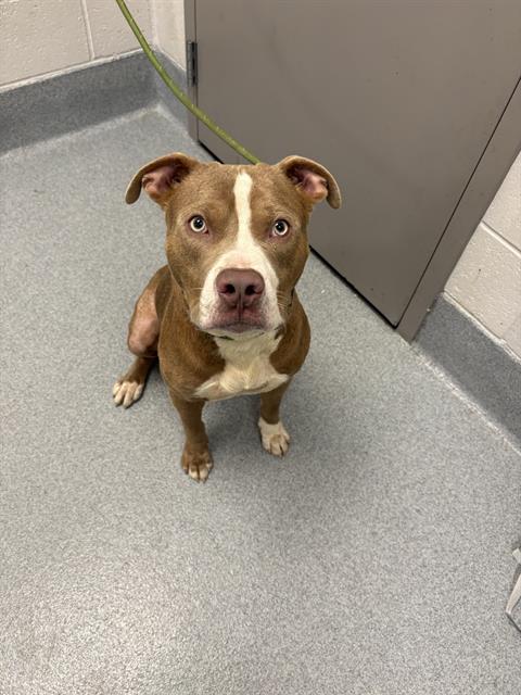 Shelter Stray Male Dog last seen Near, 2600 S Harding St, Indianapolis, IN 46221, USA