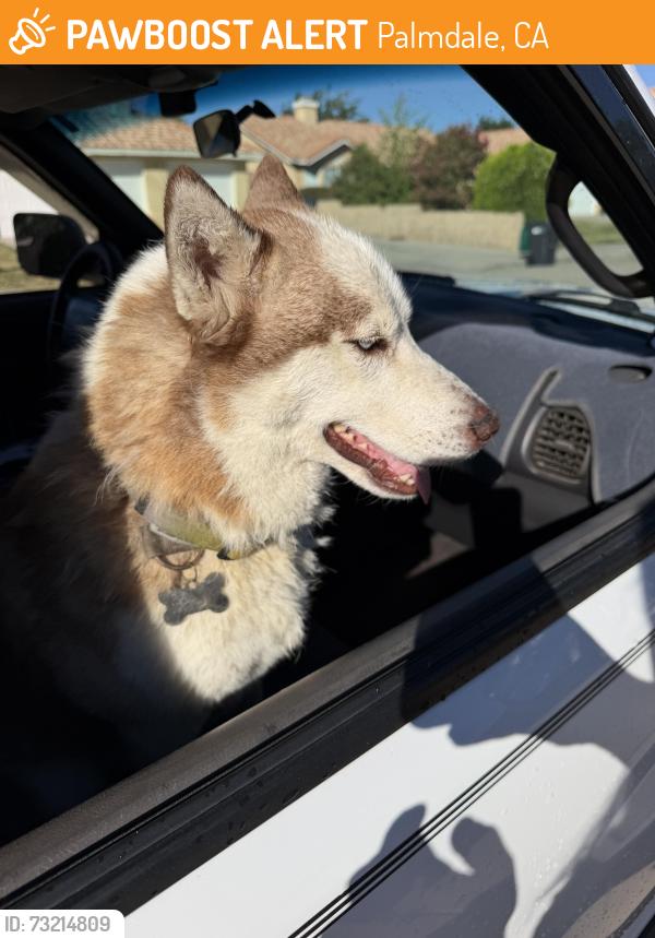 Found/Stray Male Dog last seen Turner Drive and Ramona, Palmdale, CA 93550