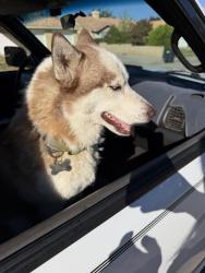 Found/Stray Male Dog last seen Turner Drive and Ramona, Palmdale, CA 93550