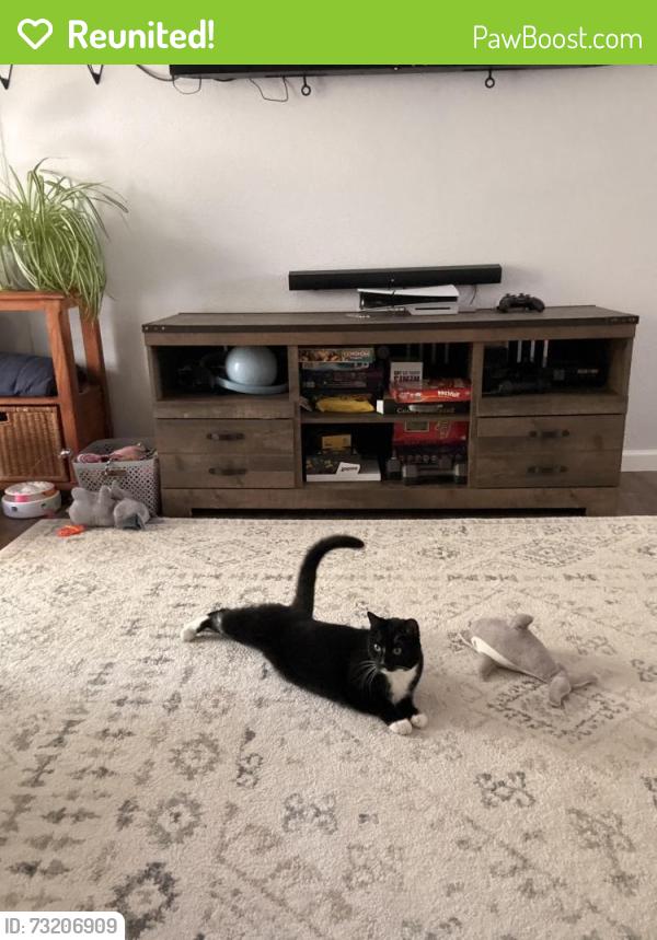 Reunited Female Cat last seen Florence street and 112th, Commerce City, CO 80640