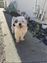 Reunited Male Dog last seen Campbell Ave and San Tomas, Campbell, CA 95008