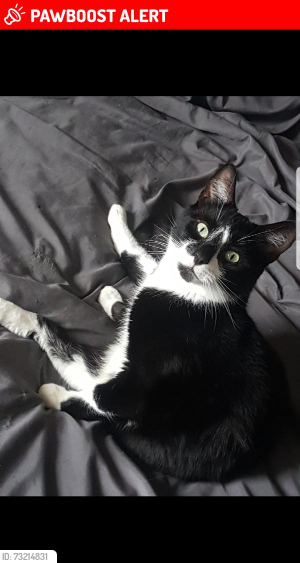 Lost Male Cat last seen Medworth orton goldhay pe2 5ry, Peterborough, England PE2 5RY