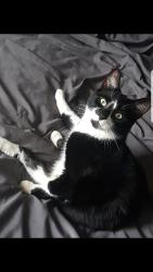 Lost Male Cat last seen Medworth orton goldhay pe2 5ry, Peterborough, England PE2 5RY