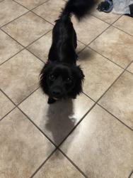 Reunited Male Dog last seen Adam's hill drive, San Antonio, TX 78245