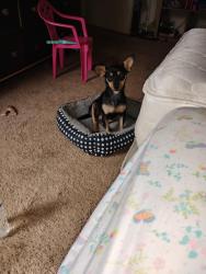 Lost Female Dog last seen Ashlan and fruit, Fresno, CA 93705
