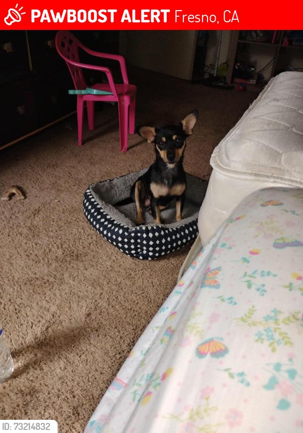 Lost Female Dog last seen Ashlan and fruit, Fresno, CA 93705