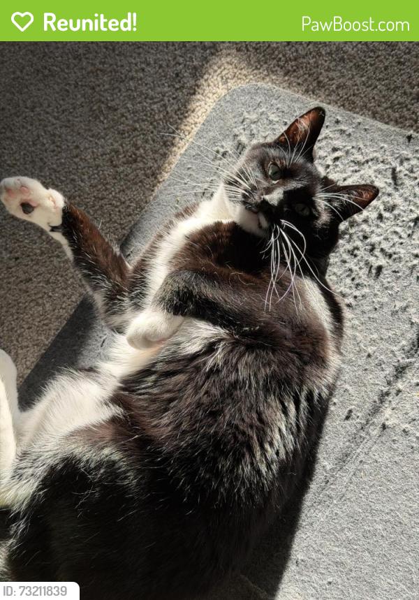 Reunited Male Cat last seen Cortes de Pallas and Horsetail, Little Elm, TX 75068