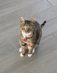 Reunited Male Cat last seen Skye Village and Eagle Canyon (woodlands skye canyon), Las Vegas, NV 89166