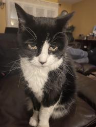 Reunited Female Cat last seen Green St, Northborough, MA 01532