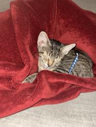 Found/Stray Male Cat last seen 26th and oliver, Wichita, KS 67220