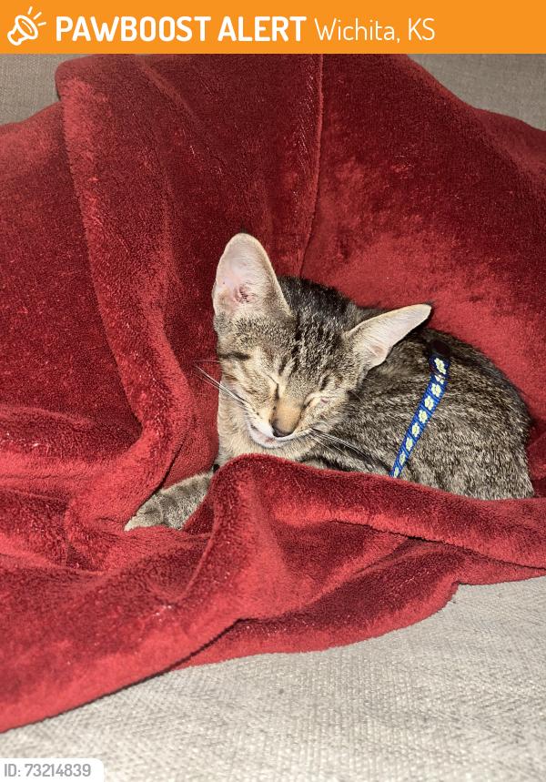 Found/Stray Male Cat last seen 26th and oliver, Wichita, KS 67220