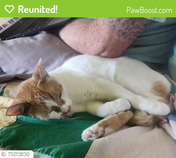Reunited Male Cat last seen Wanda and w j, Fullerton, CA 92833