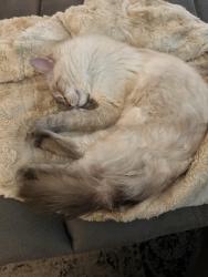 Reunited Male Cat last seen Near th st and Roe ave, Prairie Village, KS 66208