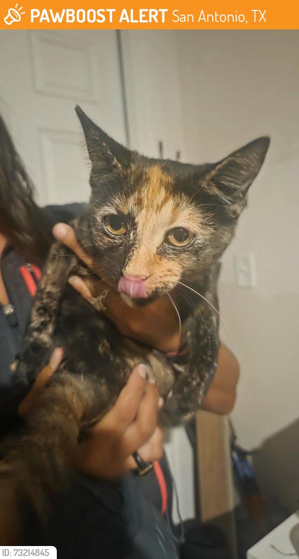 Found/Stray Female Cat last seen By Reed Elementary, San Antonio, TX 78238