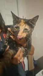 Found/Stray Female Cat last seen By Reed Elementary, San Antonio, TX 78238