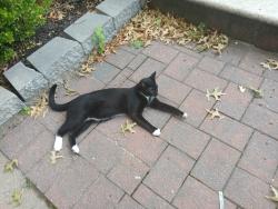 Reunited Unknown Cat last seen On Seaview avenue in a driveway between Hylan Blvd and Magnolia ave, Staten Island, NY 10305