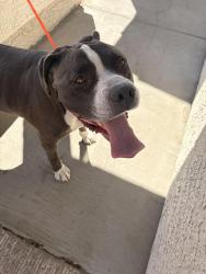 Found/Stray Male Dog last seen Gowan & N. Rancho Dr., Las Vegas, NV 89130