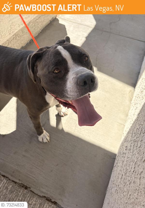 Found/Stray Male Dog last seen Gowan & N. Rancho Dr., Las Vegas, NV 89130