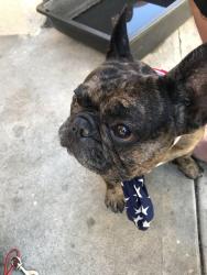 Reunited Male Dog last seen Near S Gerhart Ave, East Los Angeles, CA 90022, USA, East Los Angeles, CA 90022
