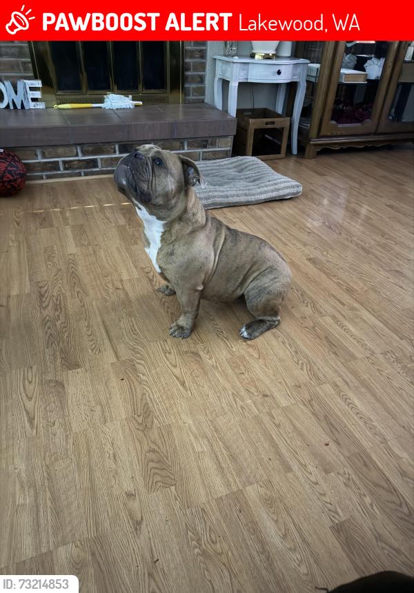 Lost Female Dog last seen 112th, Lakewood, WA 98498