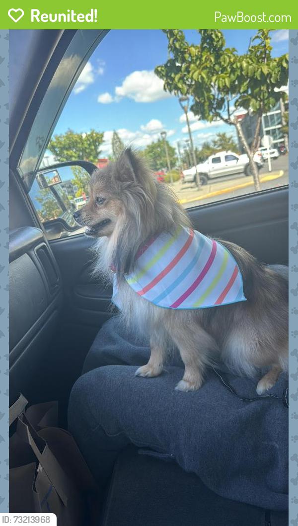 Reunited Female Dog last seen 45th ave s Tukwila wa 98178, Tukwila, WA 98178