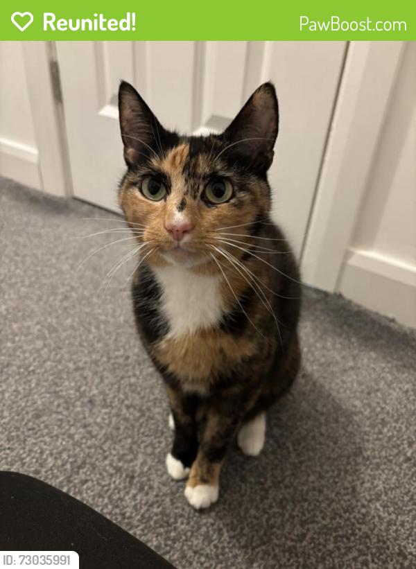 Reunited Female Cat last seen Grange Park, Blackpool, England FY3 7PS