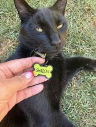 Lost Male Cat last seen Redwood St and Del Mar Ave, Vallejo, CA 94589