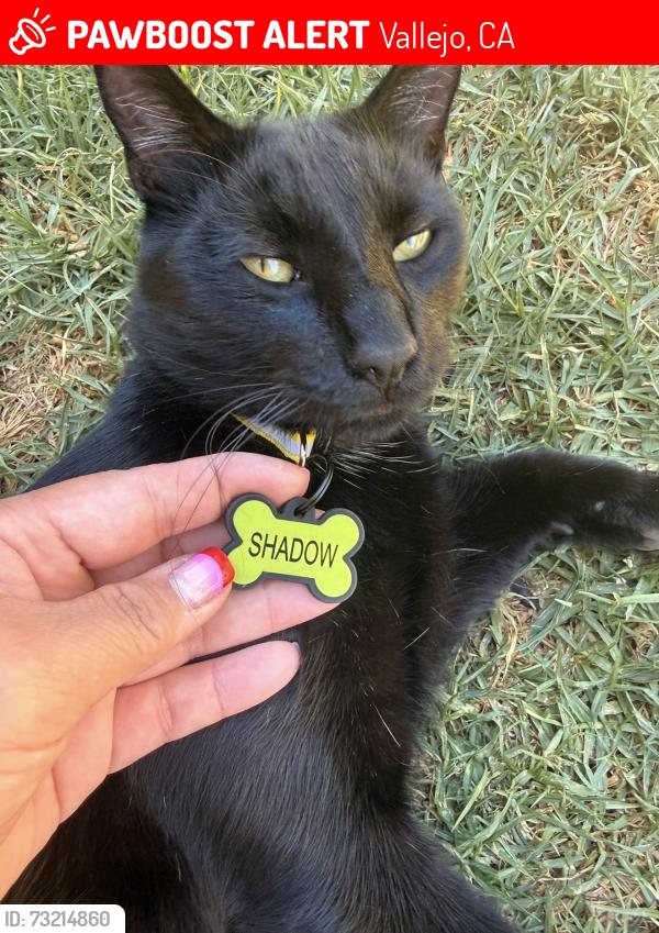 Lost Male Cat last seen Redwood St and Del Mar Ave, Vallejo, CA 94589