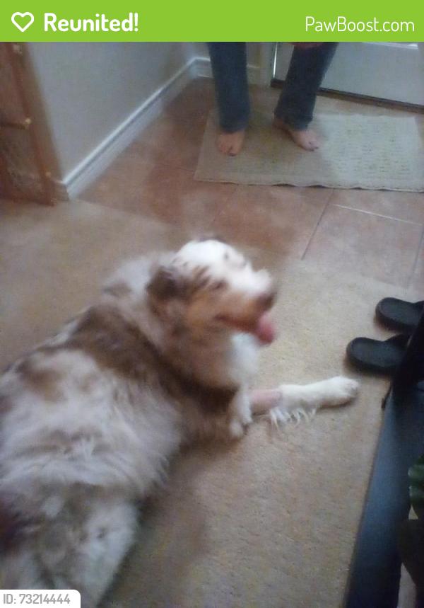 Reunited Female Dog last seen Beach and kenny, Fort Worth, TX 76244