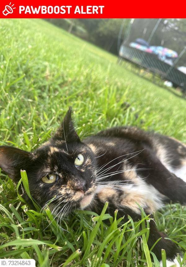 Lost Female Cat last seen Butler Warren RD, Kyles Station RD, Brewer RD, Liberty Township, OH 45044