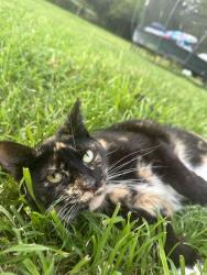 Lost Female Cat last seen Butler Warren RD, Kyles Station RD, Brewer RD, Liberty Township, OH 45044