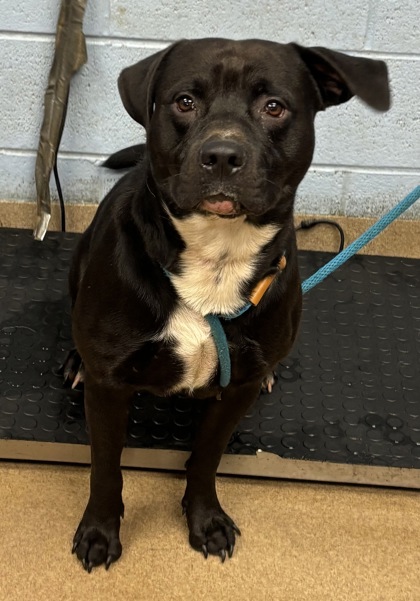 Shelter Stray Male Dog last seen Near Hilltop Dr Atlanta, GA 30341, 30341, GA, 3280 Chamblee Dunwoody Rd, Chamblee, GA 30341, USA