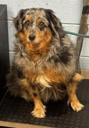 Shelter Stray Female Dog last seen Near Flat Shoals Ave SE Atlanta, 30316, 30316, GA, 3280 Chamblee Dunwoody Rd, Chamblee, GA 30341, USA