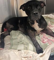 Shelter Stray Female Dog last seen , , GA, 3280 Chamblee Dunwoody Rd, Chamblee, GA 30341, USA