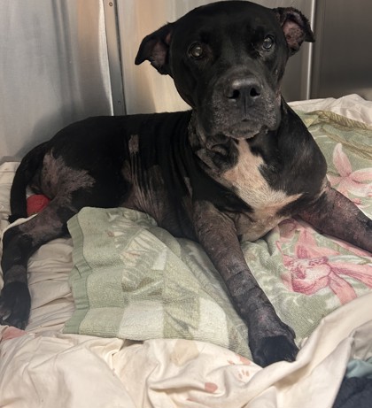 Shelter Stray Female Dog last seen , , GA, 3280 Chamblee Dunwoody Rd, Chamblee, GA 30341, USA