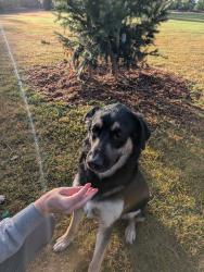 Reunited Male Dog last seen Fernhill Park, Portland, OR 97211, USA, Portland, OR 97211